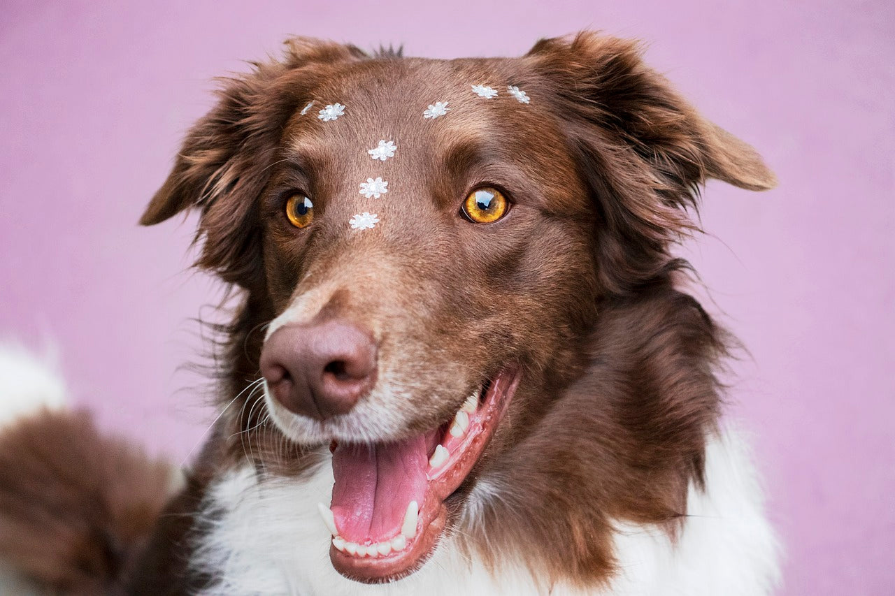 Why insect protein is the future of pet nutrition?
